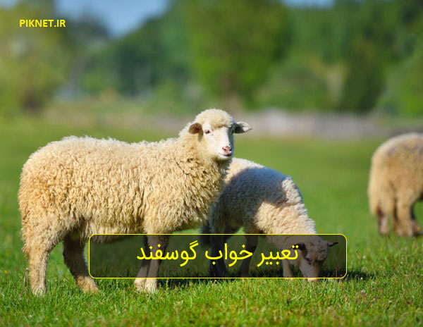 تعبیر خواب گوسفند سفید و گوسفندان زیاد| دیدن گوسفند چه تعبیری دارد؟